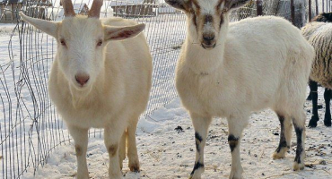 Jak chovat kozy v zimě?